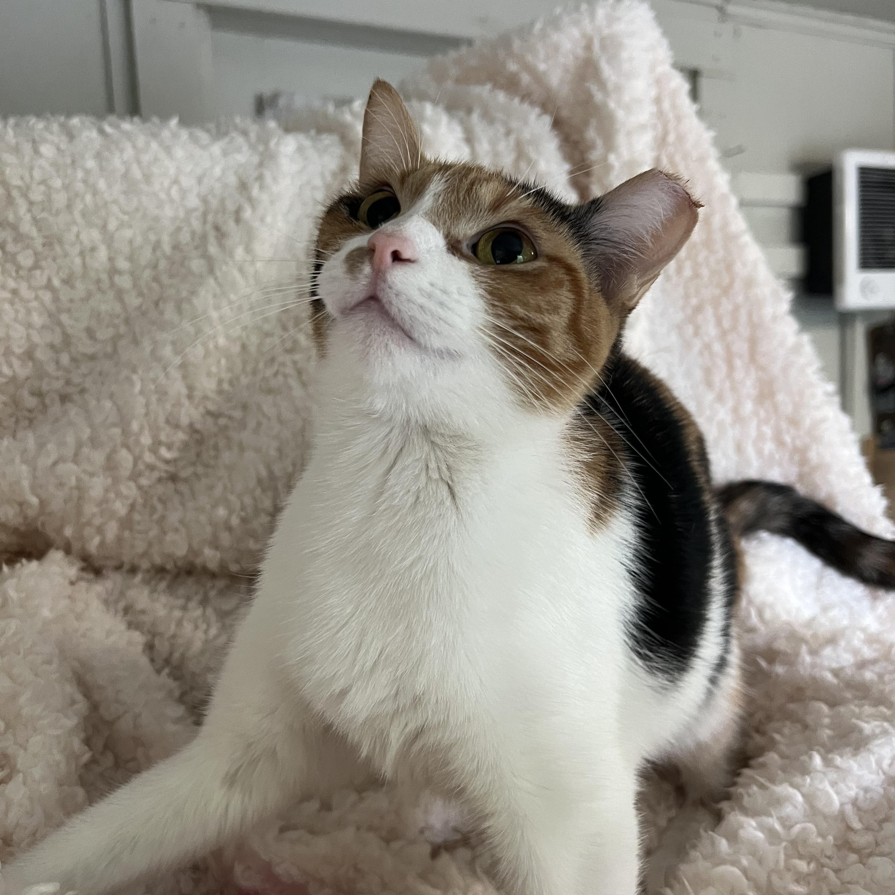 Enlarge Lucy, a Adoptable Calico in Lombard, IL image 3/3