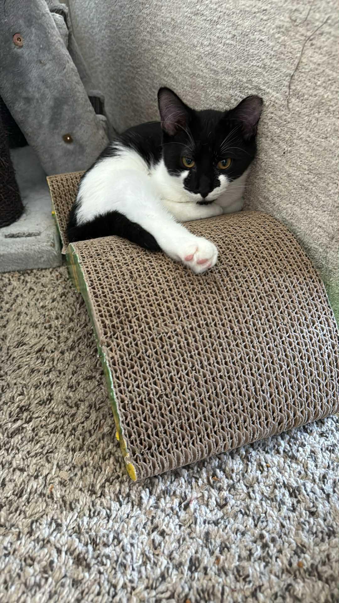 Smudge, Adoptable, Young Male Domestic Short Hair.