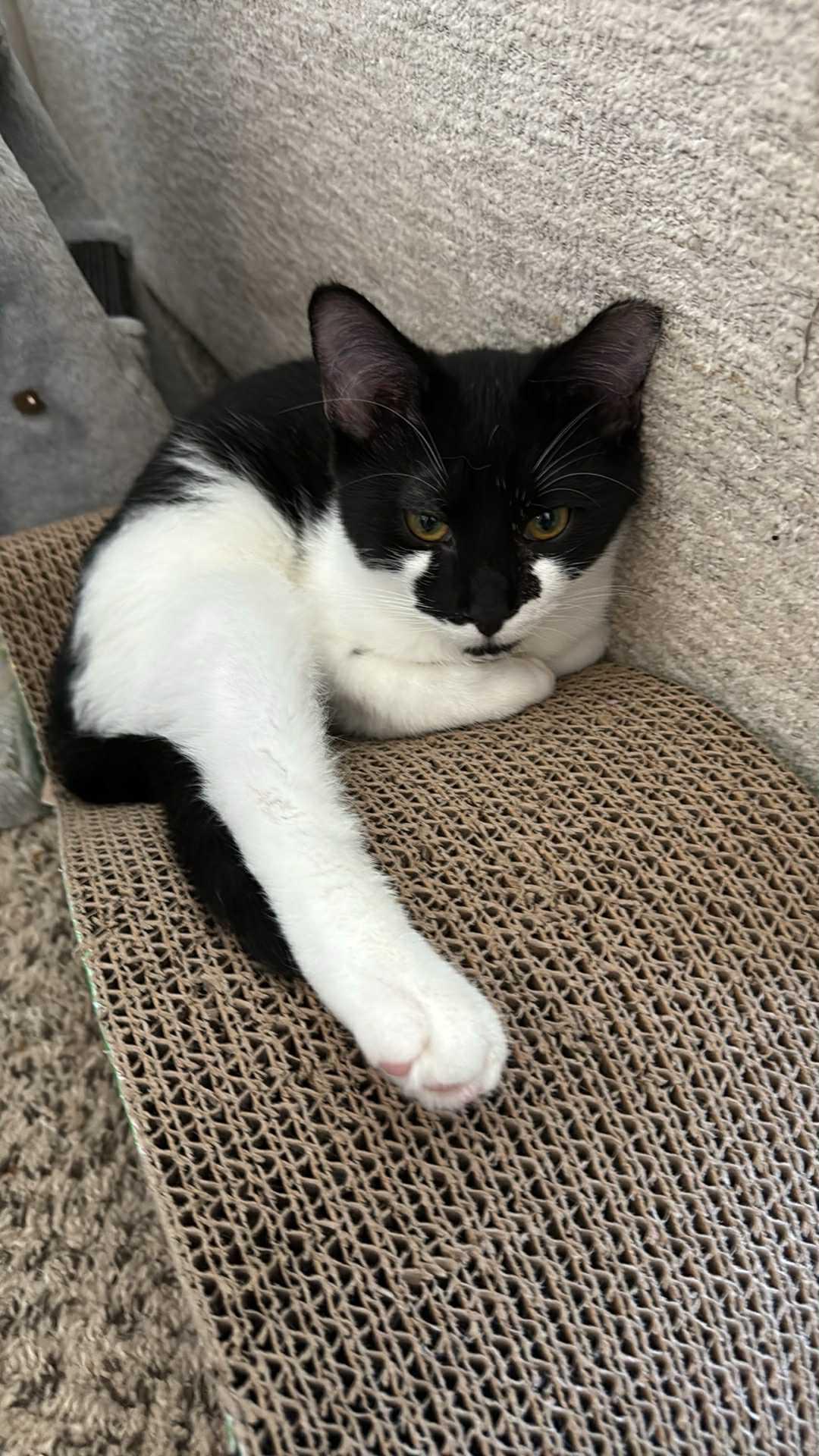 Smudge, a Adoptable Domestic Short Hair in Charlotte, NC image 2/2