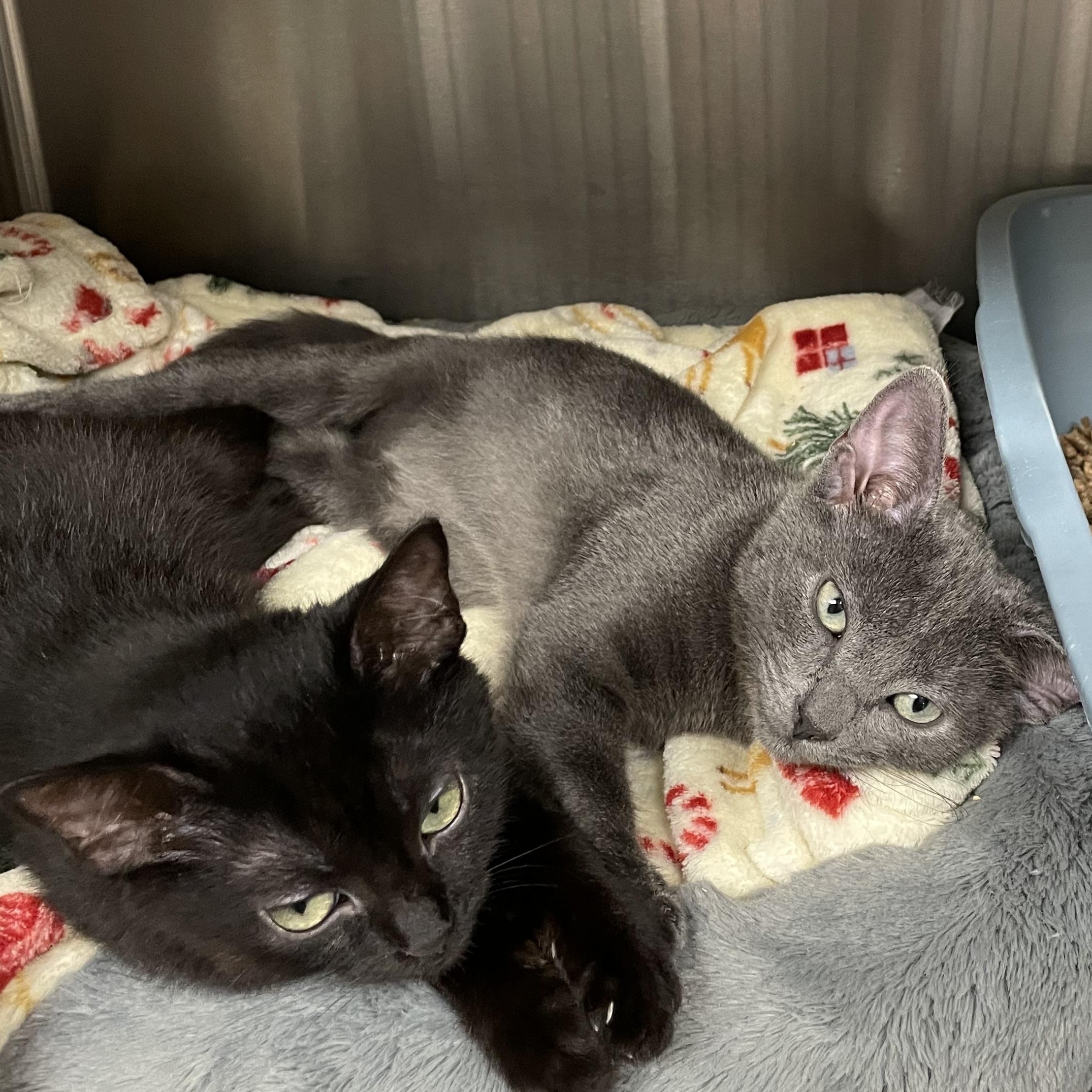 Enlarge Eisenhower and Garfield (bonded siblings), a Adopted American Shorthair in North Kingstown, RI image 5/6