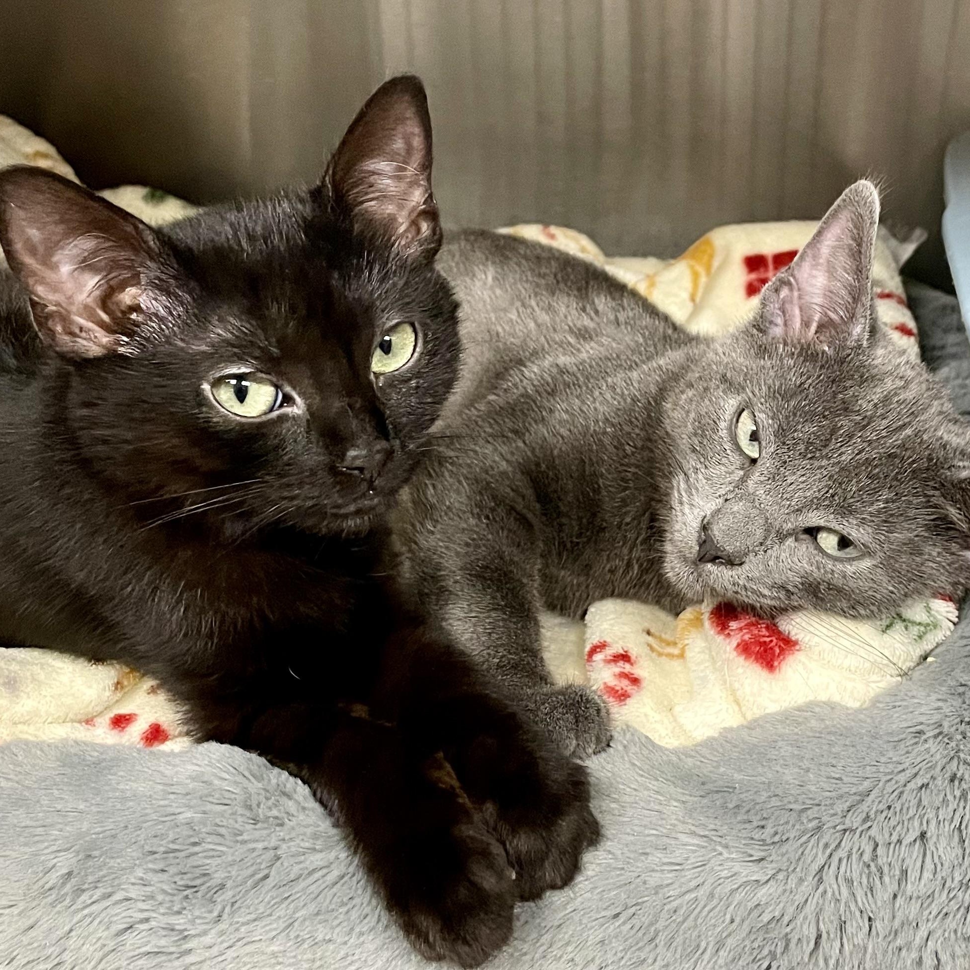 Enlarge Eisenhower and Garfield (bonded siblings), a Adopted American Shorthair in North Kingstown, RI image 1/6