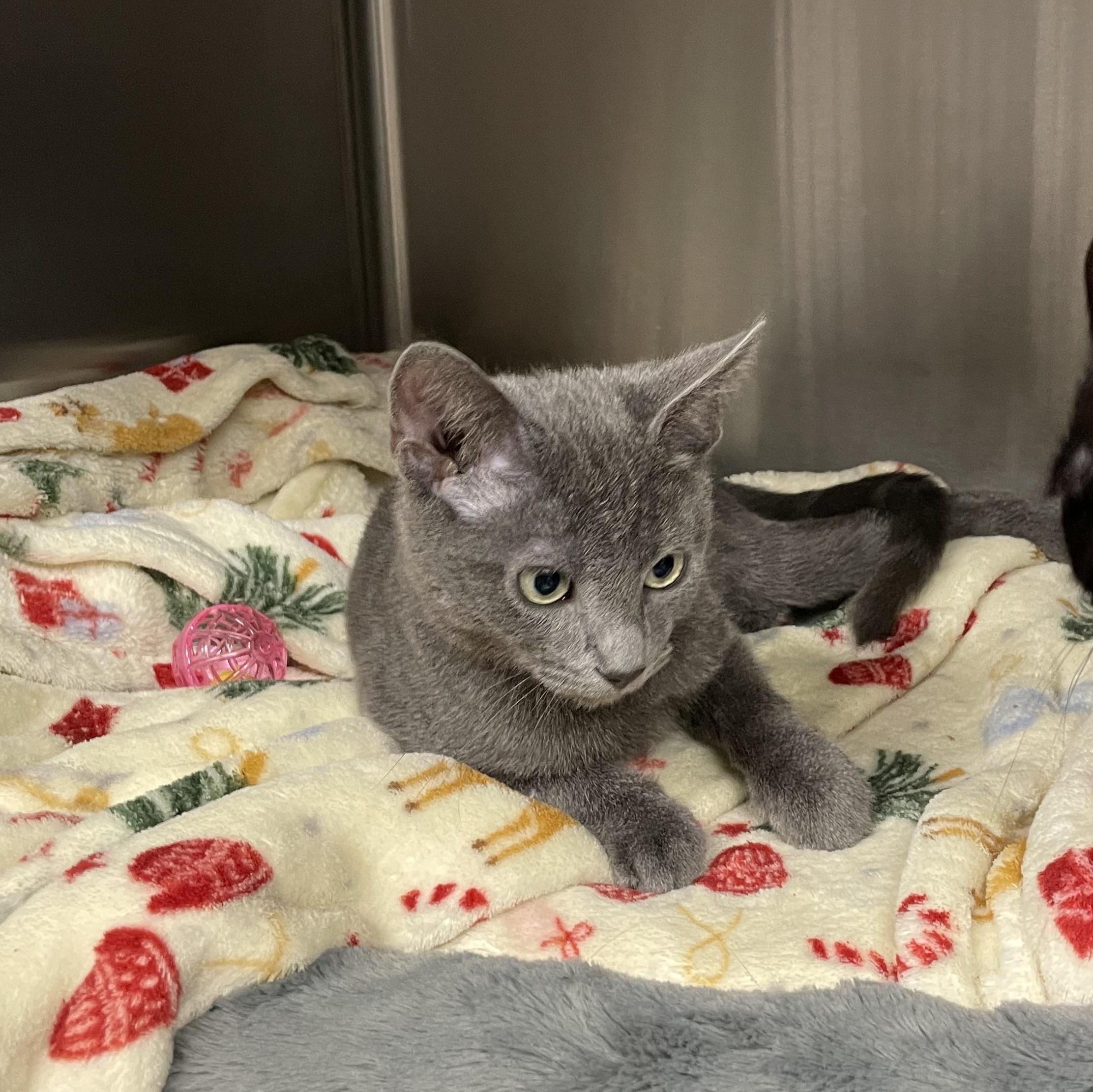 Enlarge Eisenhower and Garfield (bonded siblings), a Adopted American Shorthair in North Kingstown, RI image 6/6