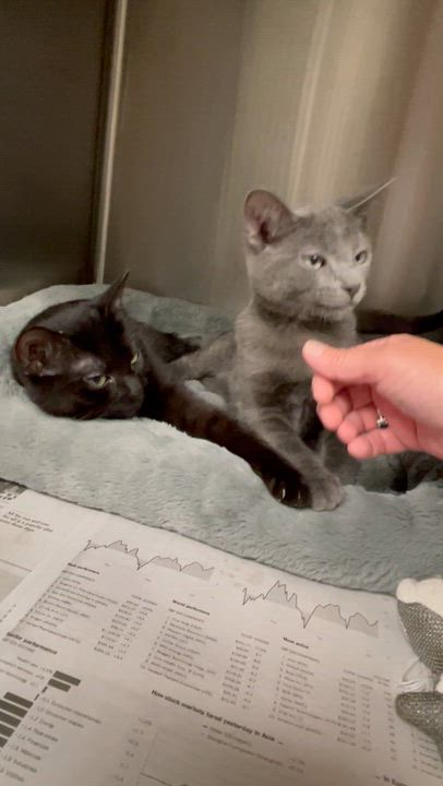 Enlarge Eisenhower and Garfield (bonded siblings), a Adopted American Shorthair in North Kingstown, RI video 4/6