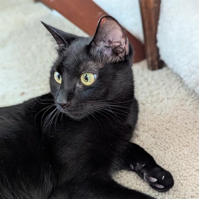 TUNA, Adoptable, Young Female Domestic Short Hair.