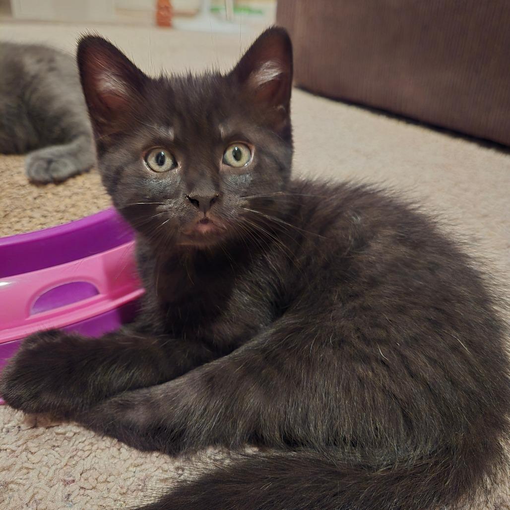 Firefly, Adoptable, Kitten Female Domestic Short Hair.