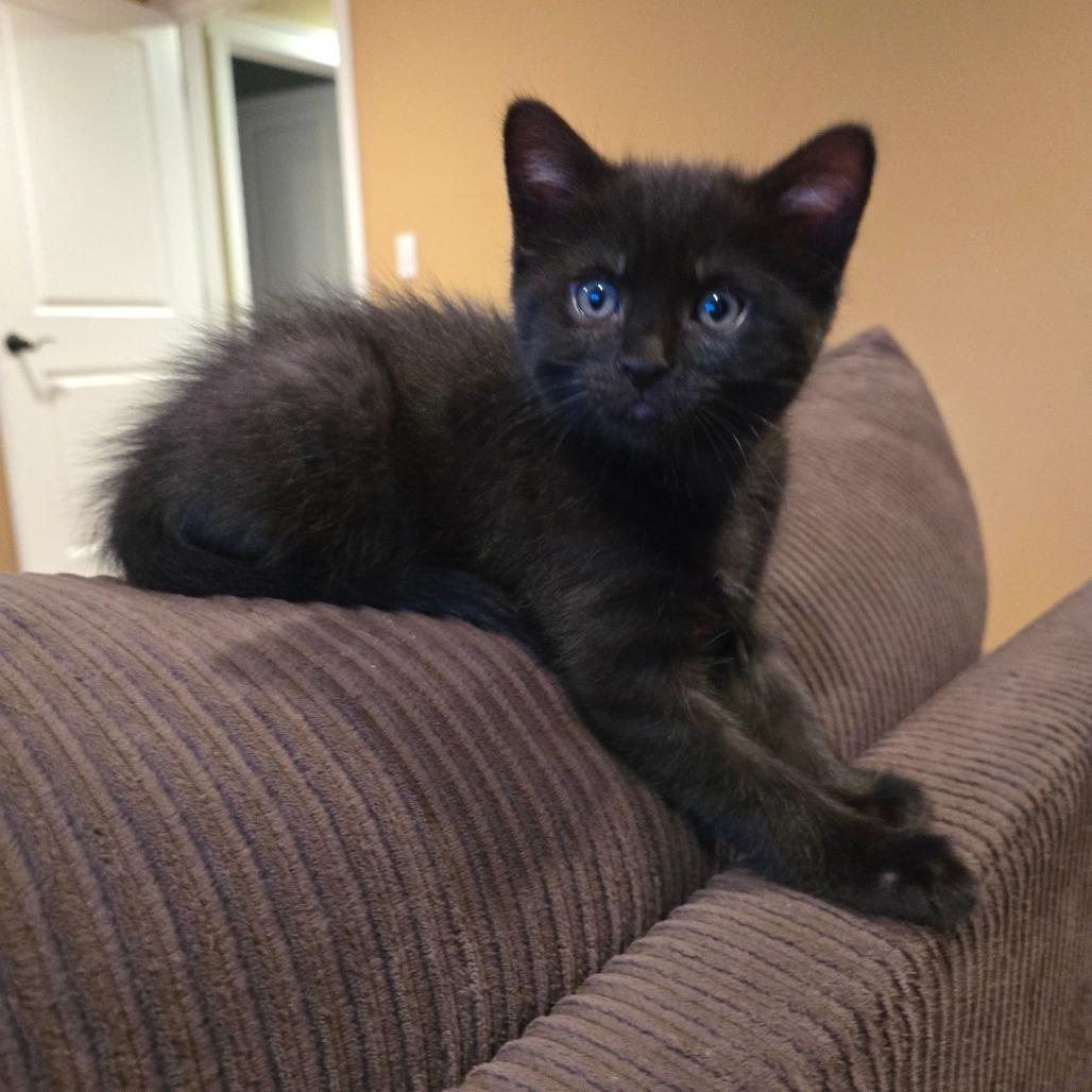 Enlarge Firefly, a Adoptable Domestic Short Hair in Washougal, WA image 2/2