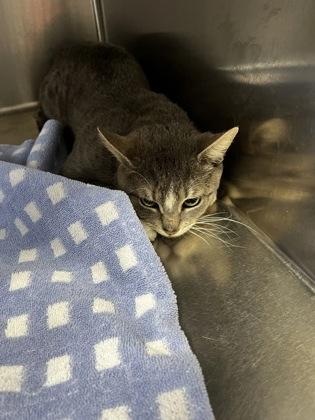 Leggass, Adoptable, Young Male Domestic Short Hair & Domestic Short Hair.