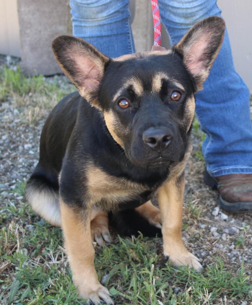 Jethro, Adoptable, Puppy Male Corgi & German Shepherd Dog.