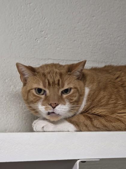 Mango, Adoptable, Senior Male Domestic Short Hair & Domestic Short Hair.