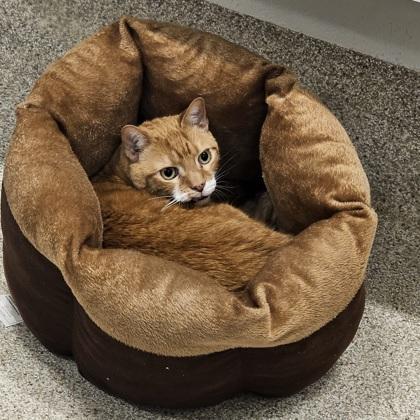 Mango, Adoptable, Senior Male Domestic Short Hair & Domestic Short Hair.