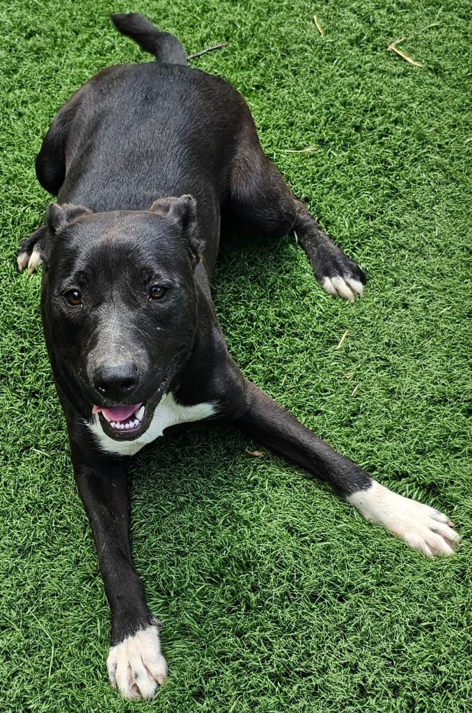 Aveo, Adoptable, Puppy Female American Staffordshire Terrier & Mixed Breed.