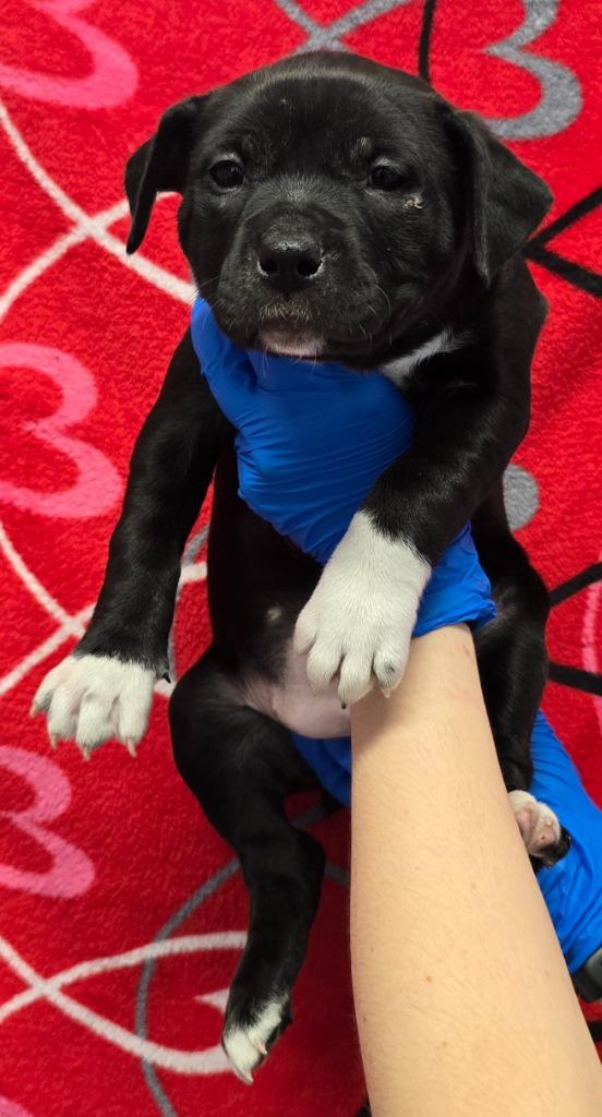 Enlarge Aveo, a Adoptable mixed breed in Murphysboro, IL image 1/3