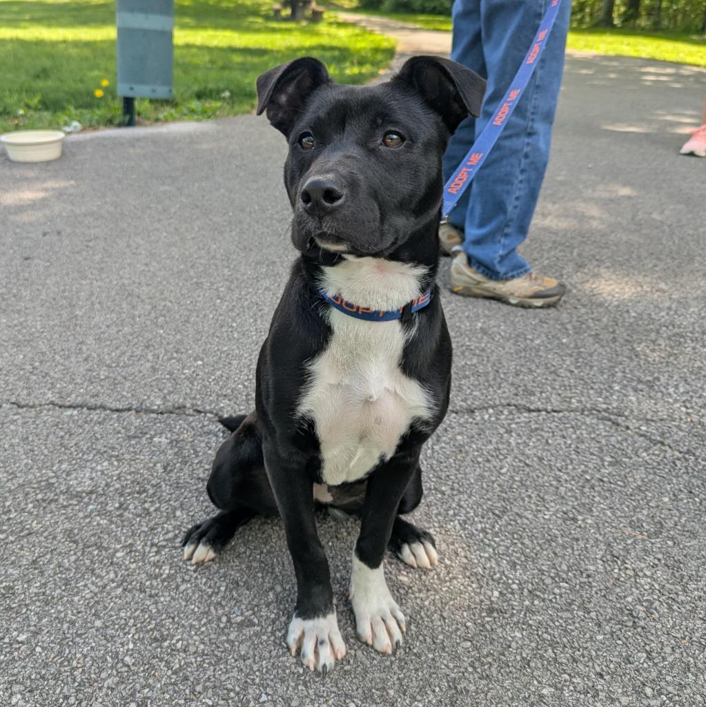 Enlarge Aveo, a Adoptable mixed breed in Murphysboro, IL image 2/6