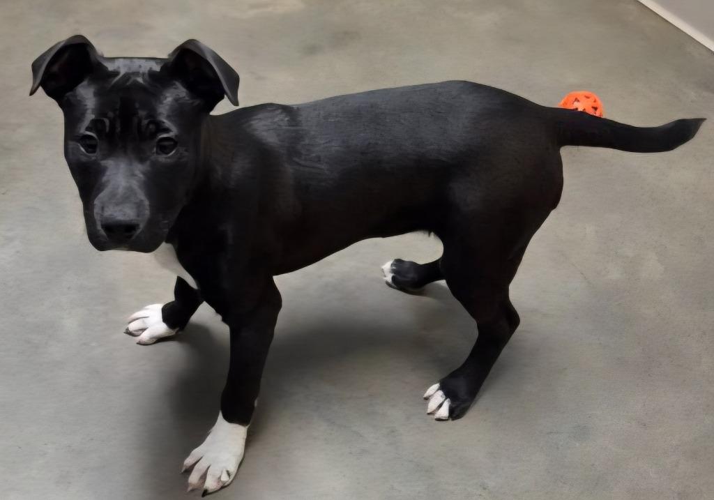 Enlarge Aveo, a Adoptable mixed breed in Murphysboro, IL image 4/6