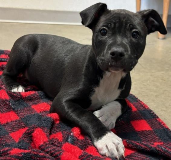 Enlarge Aveo, a Adoptable mixed breed in Murphysboro, IL image 3/6