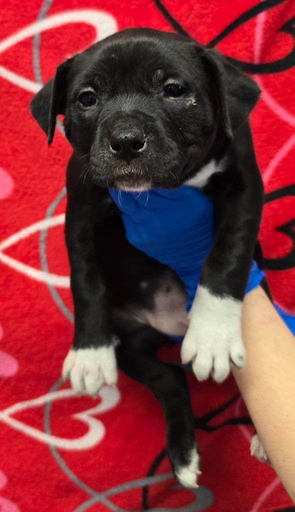 Enlarge Aveo, a Adoptable mixed breed in Murphysboro, IL image 5/6