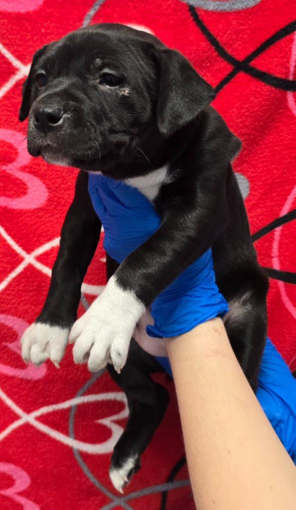 Enlarge Aveo, a Adoptable mixed breed in Murphysboro, IL image 2/3