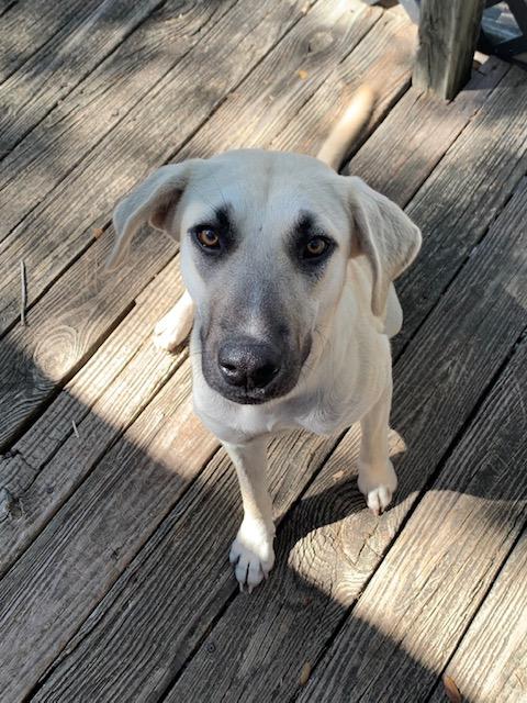 Sally, a Adoptable mixed breed in Fair Oaks Ranch, TX image 1/4
