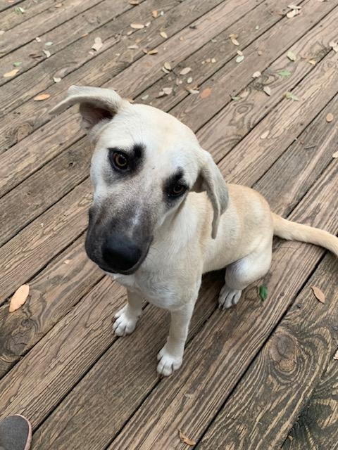 Sally, a Adoptable mixed breed in Fair Oaks Ranch, TX image 2/4