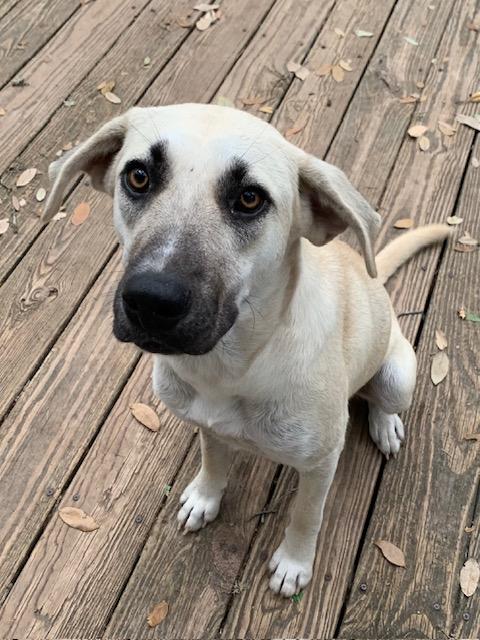 Sally, a Adoptable mixed breed in Fair Oaks Ranch, TX image 3/4
