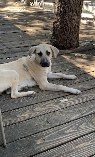 Sally, a Adoptable mixed breed in Fair Oaks Ranch, TX image 4/4