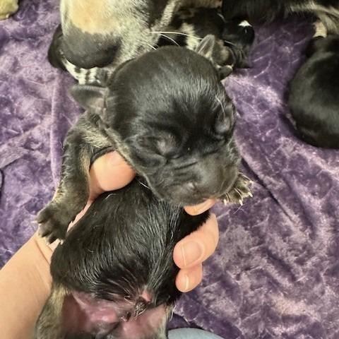 Roast, Adoptable, Puppy Male Catahoula Leopard Dog.