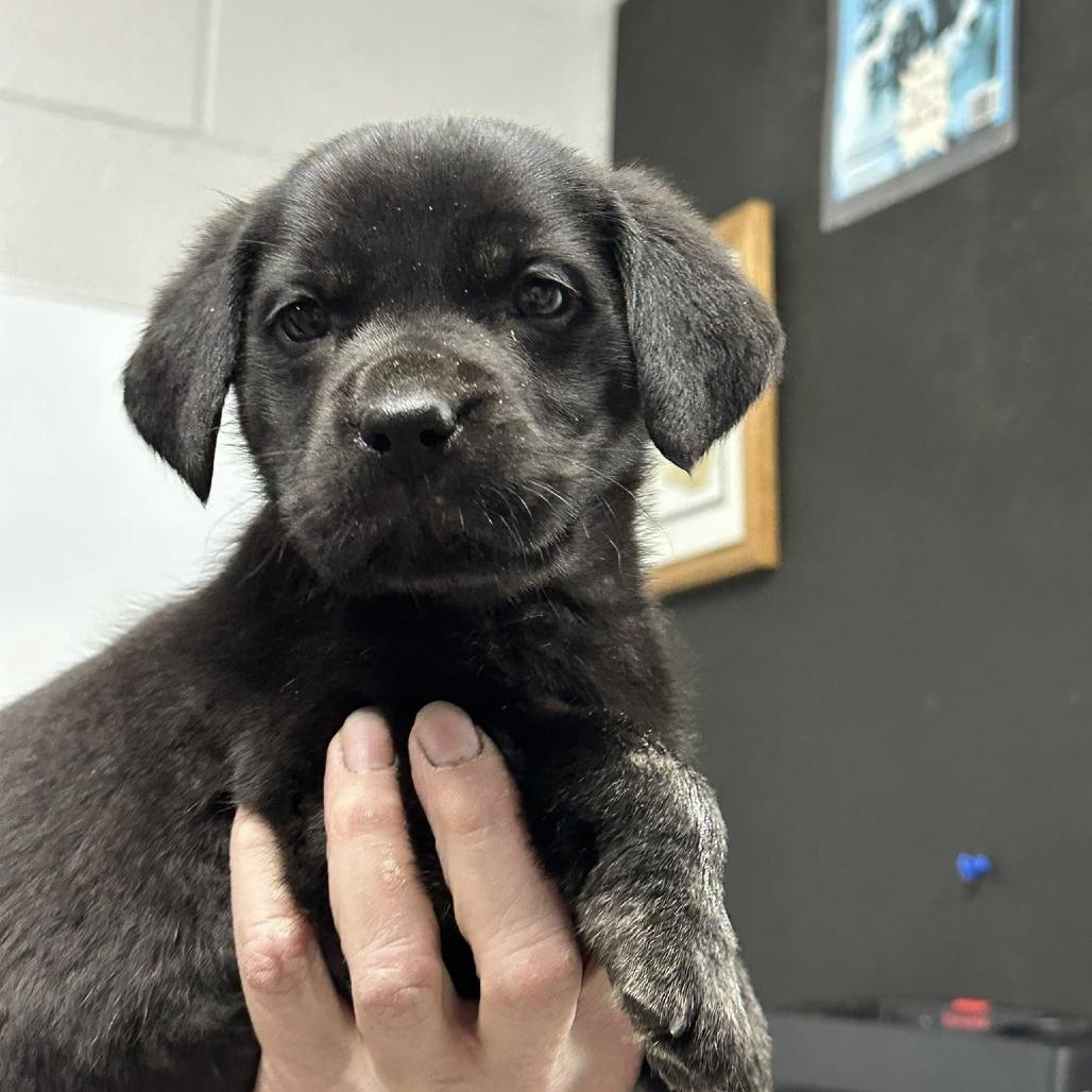 Enlarge Roast, a Adoptable Catahoula Leopard Dog in Coos Bay, OR image 2/2