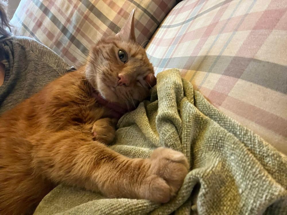 Koi, Adoptable, Senior Male Domestic Short Hair.