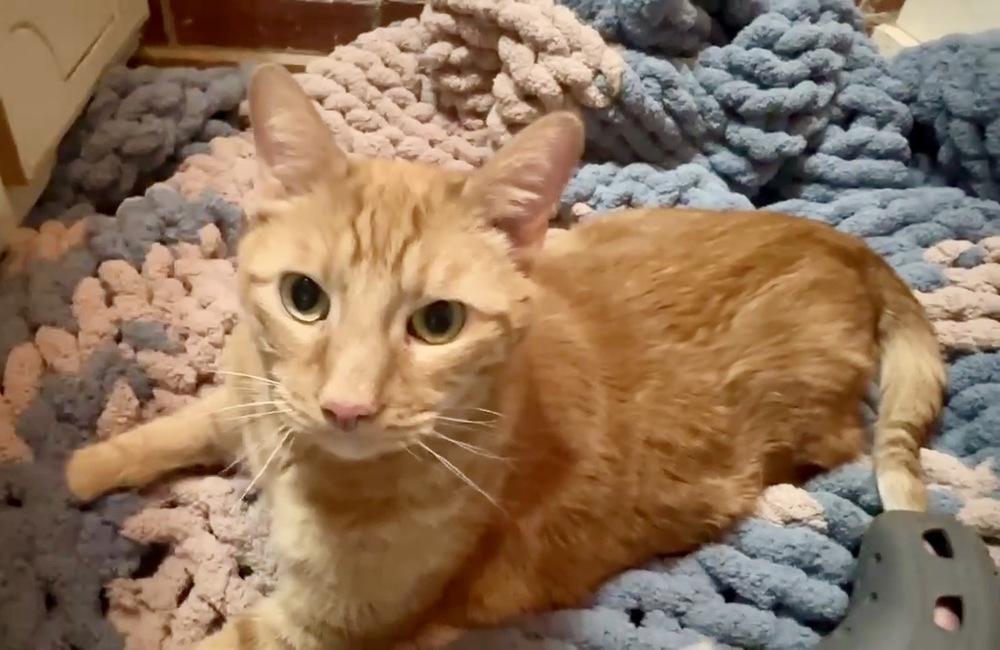 Koi, a Adoptable mixed breed in Groveland, MA image 1/3