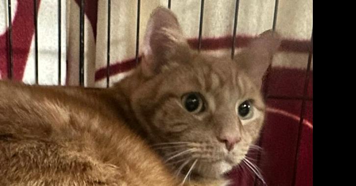 Koi, a Adoptable mixed breed in Groveland, MA image 2/3