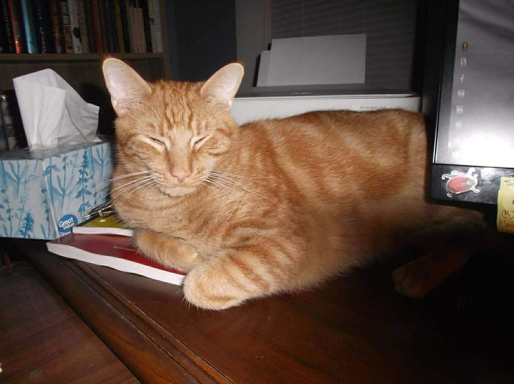 Koi, a Adoptable mixed breed in Groveland, MA image 3/3