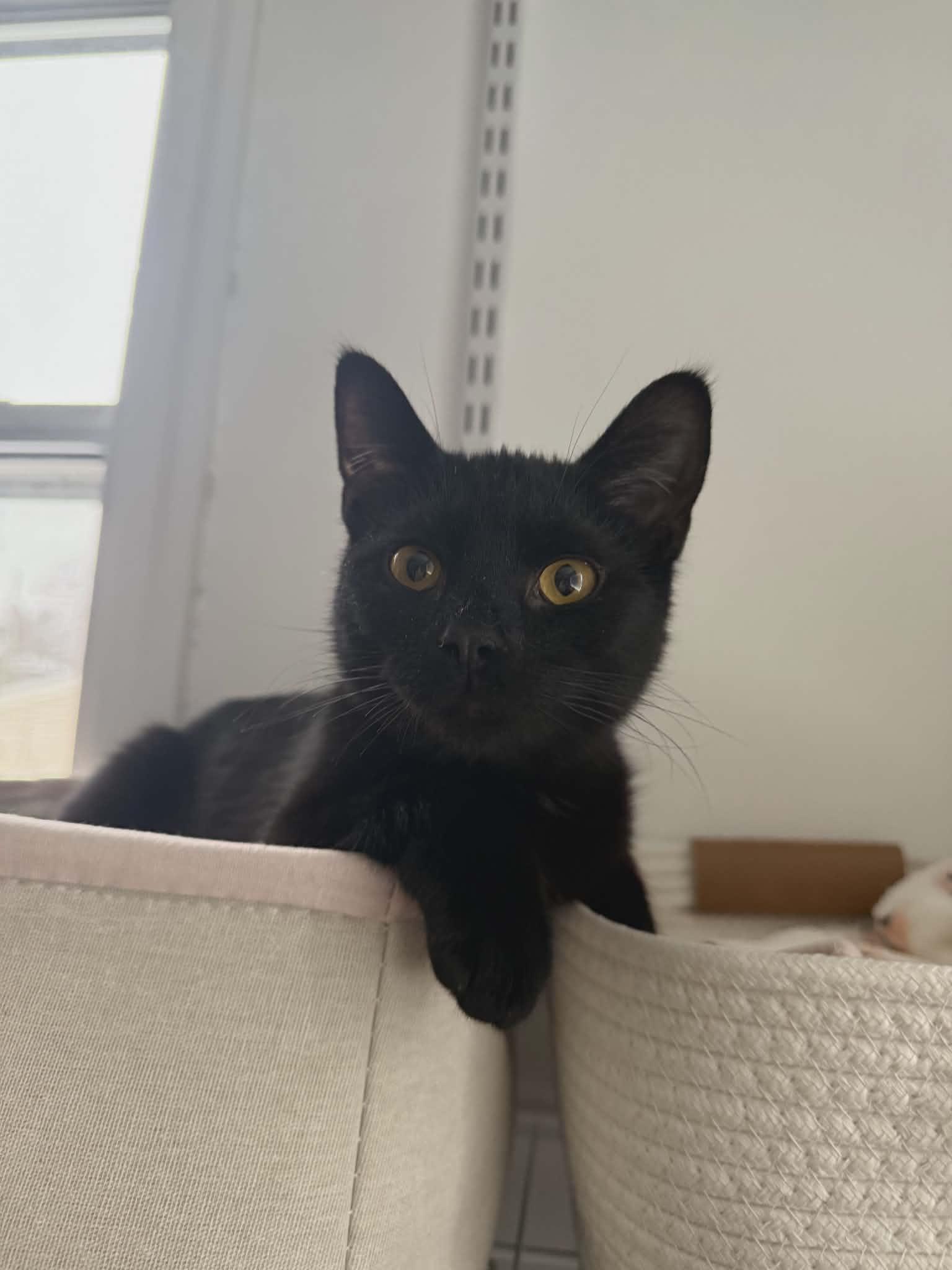 Enlarge Jack, an adopted Domestic Short Hair in oxford, PA image 2/2