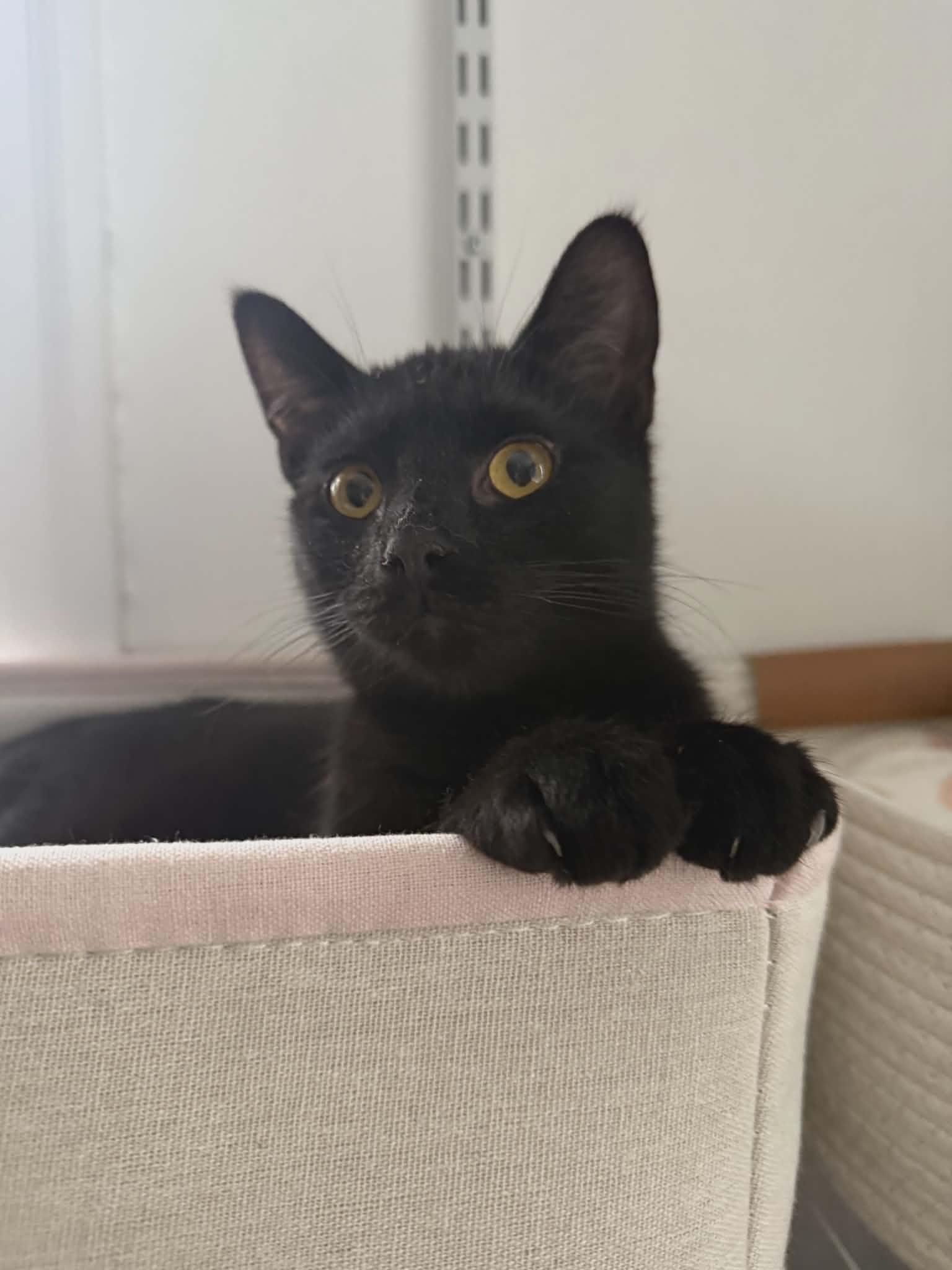 Jack, adopted, Young Male Domestic Short Hair.