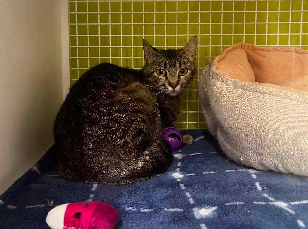 Enlarge Rover, a Adoptable Domestic Short Hair in Gorham, ME image 1/1