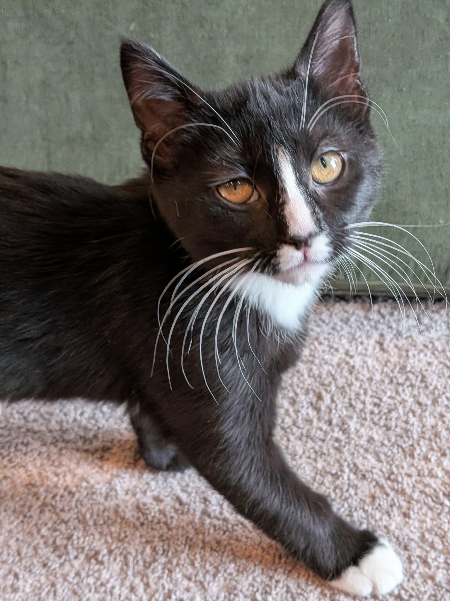 Waffle, a ADOPTABLE Domestic Short Hair in Sioux Falls, SD image 1/3