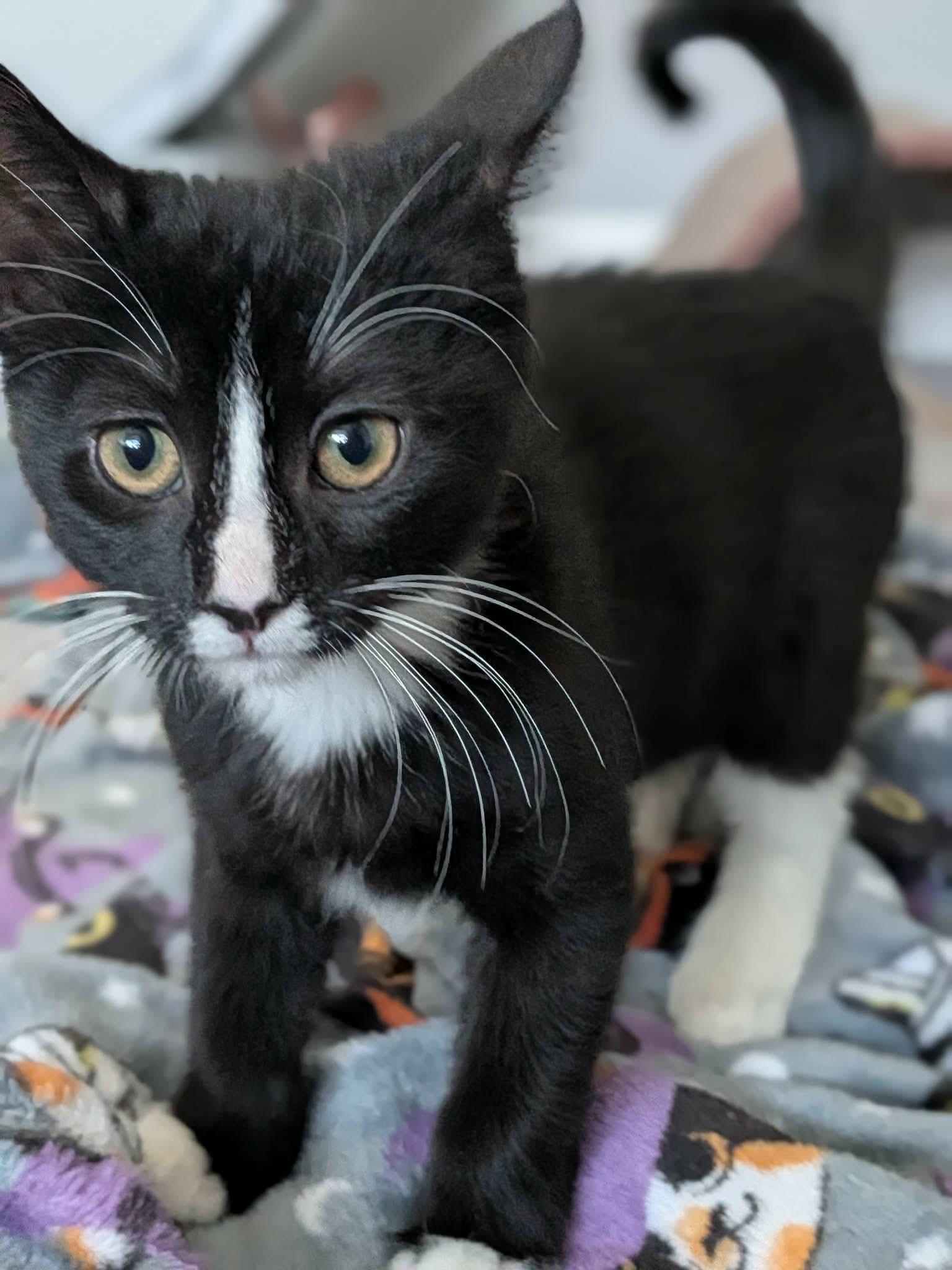 Waffle, a ADOPTABLE Domestic Short Hair in Sioux Falls, SD image 2/3