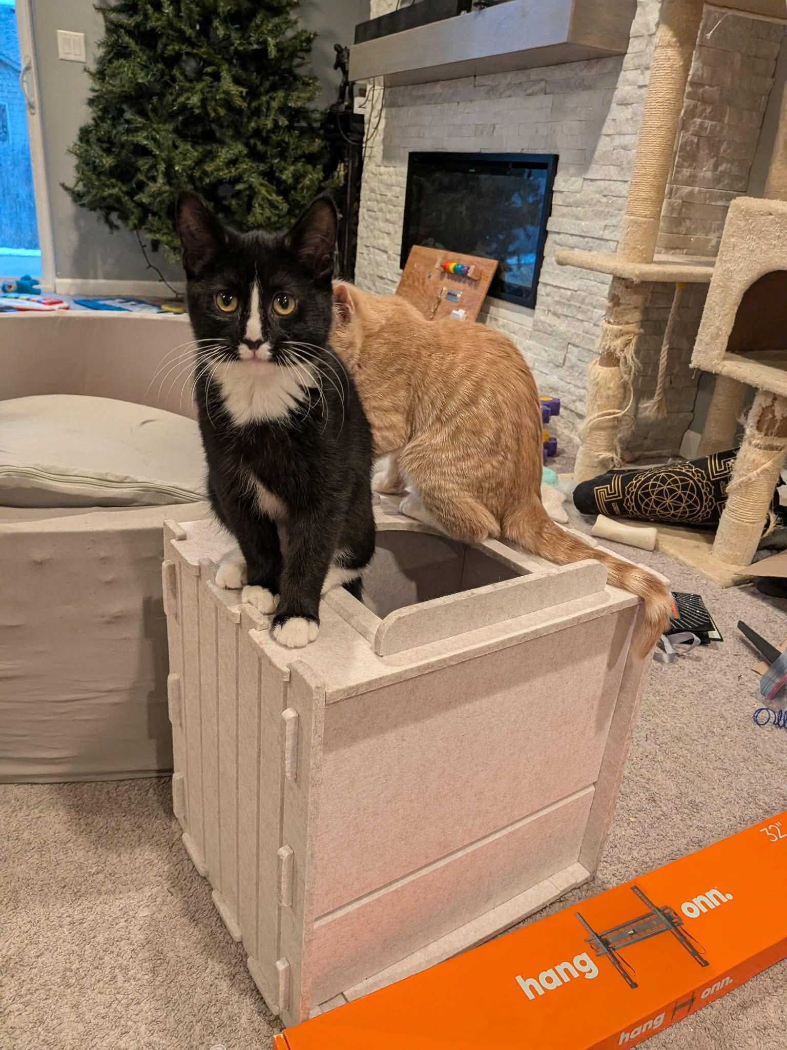 Waffle, a ADOPTABLE Domestic Short Hair in Sioux Falls, SD image 3/3