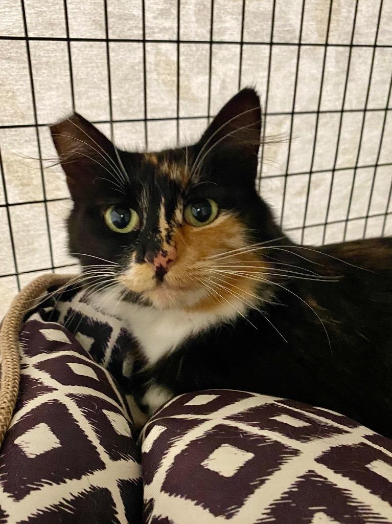 Athena, Adoptable, Young Female Domestic Medium Hair.