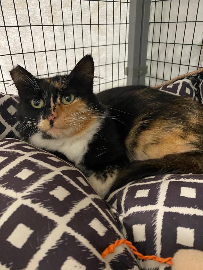 Enlarge Athena, a Adoptable mixed breed in Grants Pass, OR image 2/3