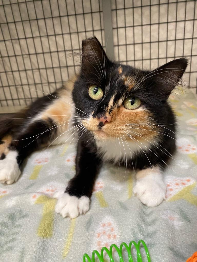Enlarge Athena, a Adoptable mixed breed in Grants Pass, OR image 3/3