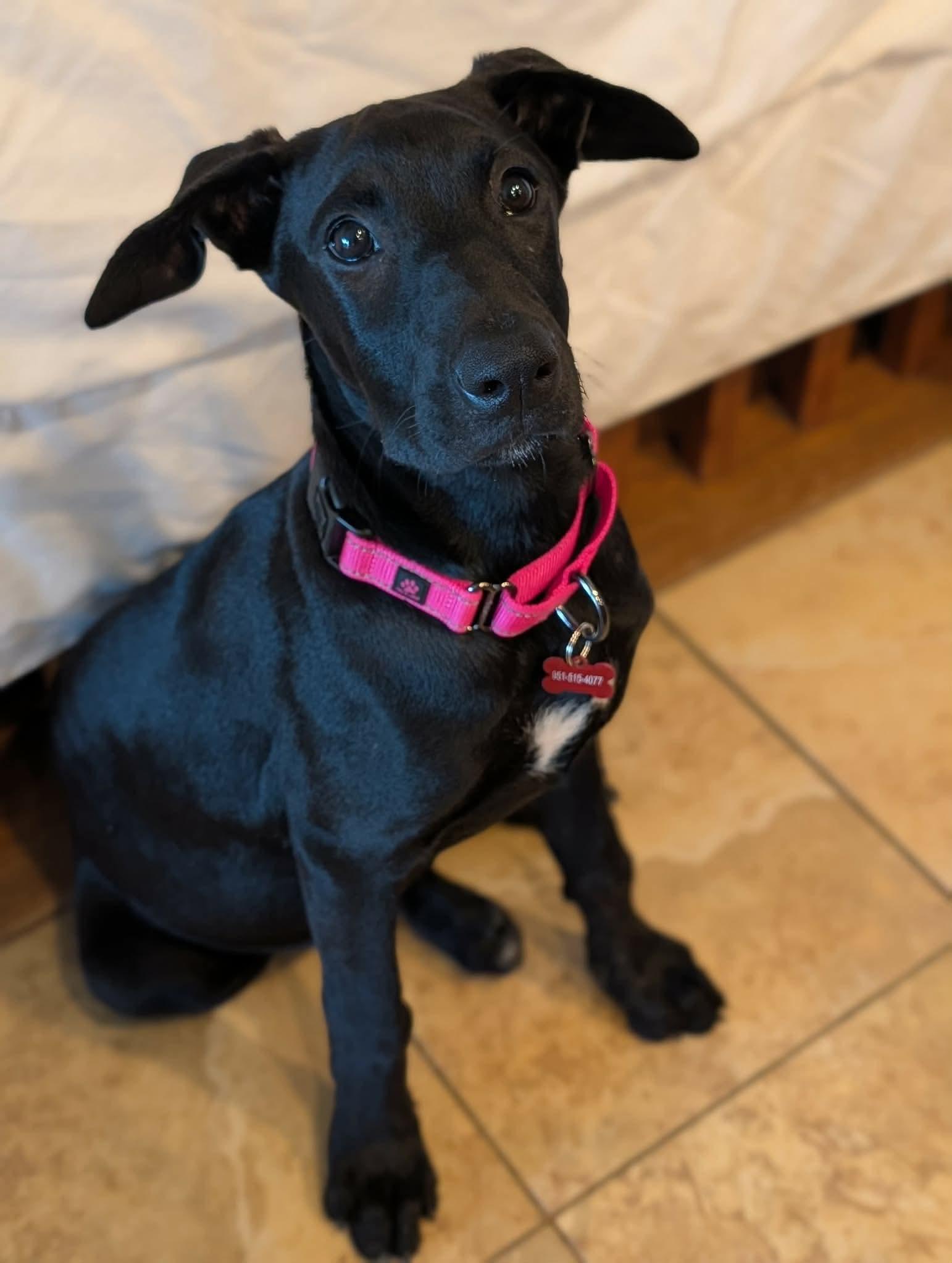 Mona Lisa, a ADOPTABLE mixed breed in Murrieta, CA image 2/6