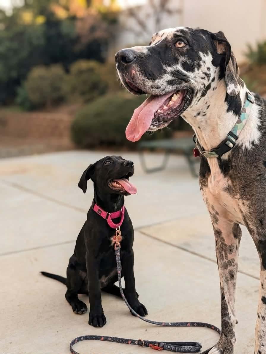 Mona Lisa, a ADOPTABLE mixed breed in Murrieta, CA image 4/6