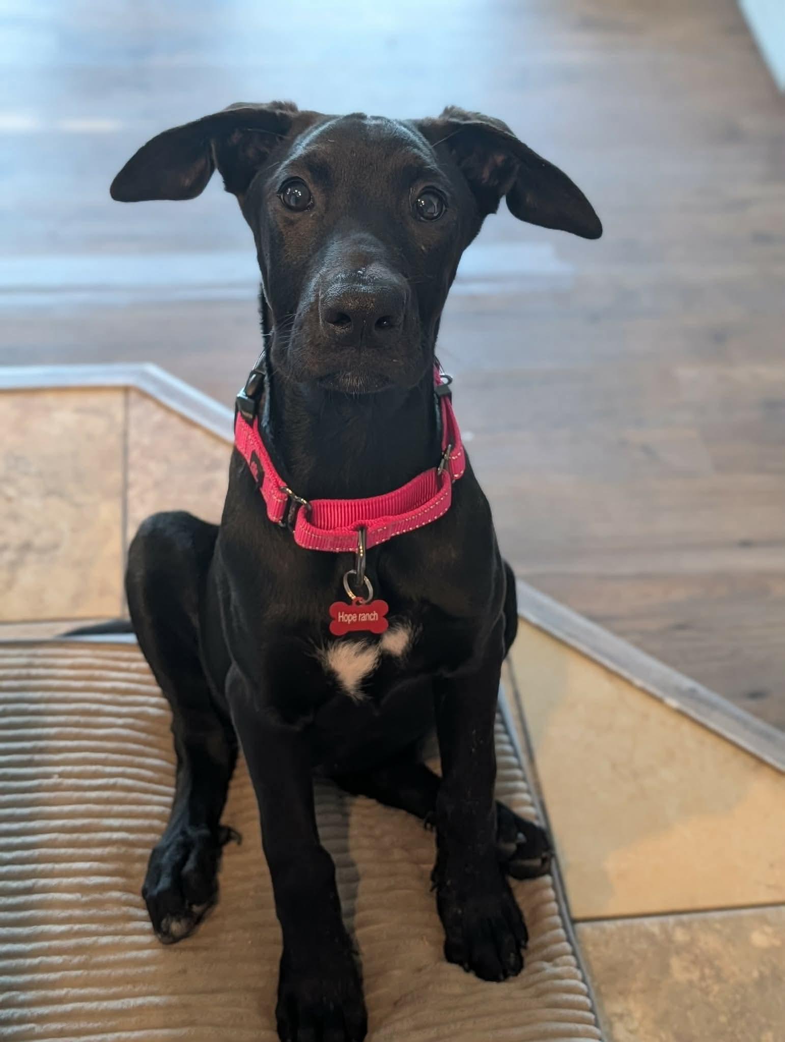 Mona Lisa, a ADOPTABLE mixed breed in Murrieta, CA image 6/6