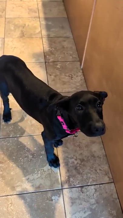 Enlarge Mona Lisa, a ADOPTABLE mixed breed in Murrieta, CA video 3/6