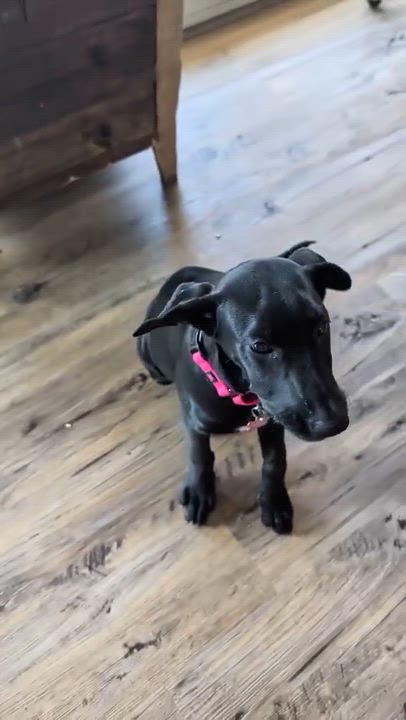 Enlarge Mona Lisa, a ADOPTABLE mixed breed in Murrieta, CA video 5/6