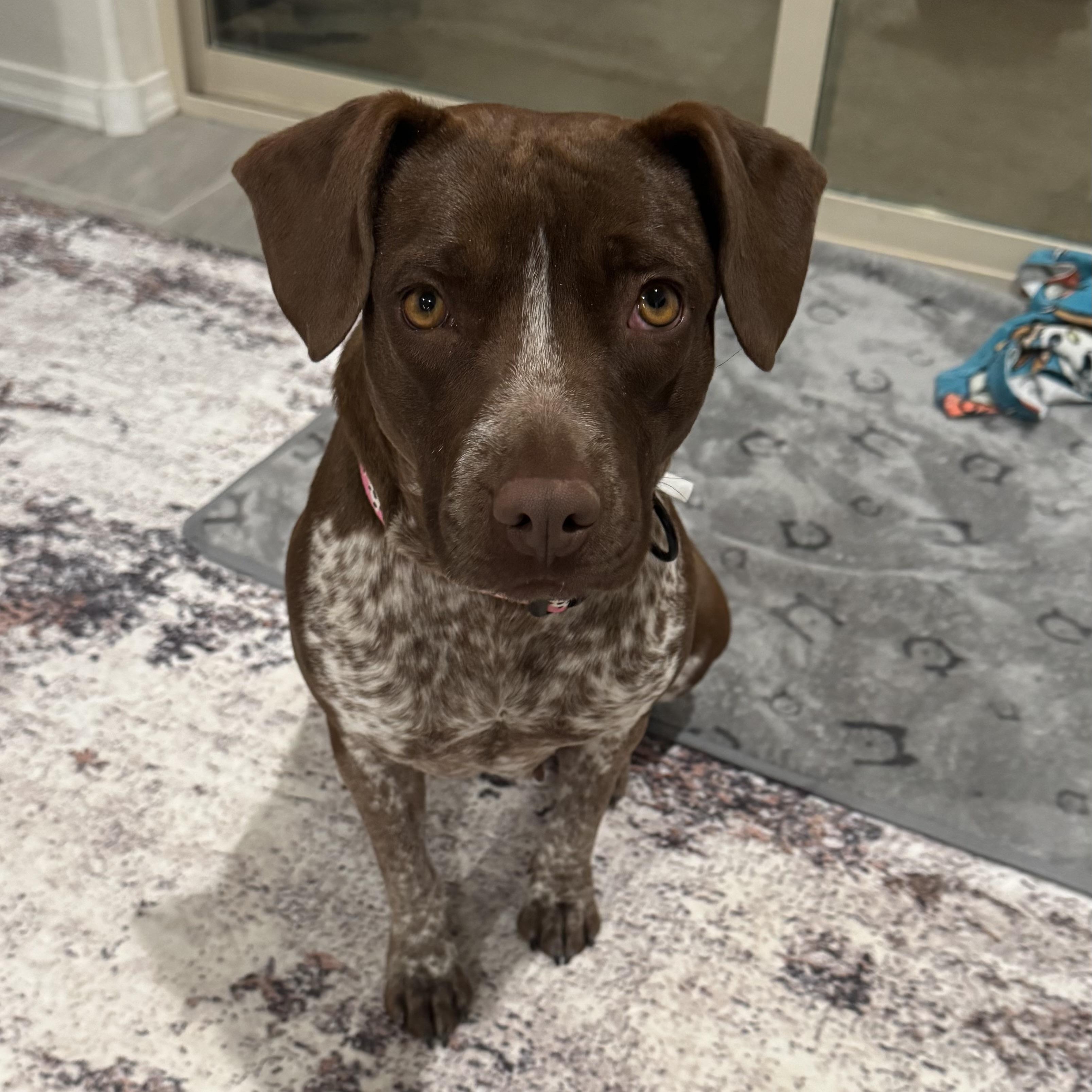 Enlarge Strudel, an adoptable mixed breed in Rio Rancho, NM image 1/3