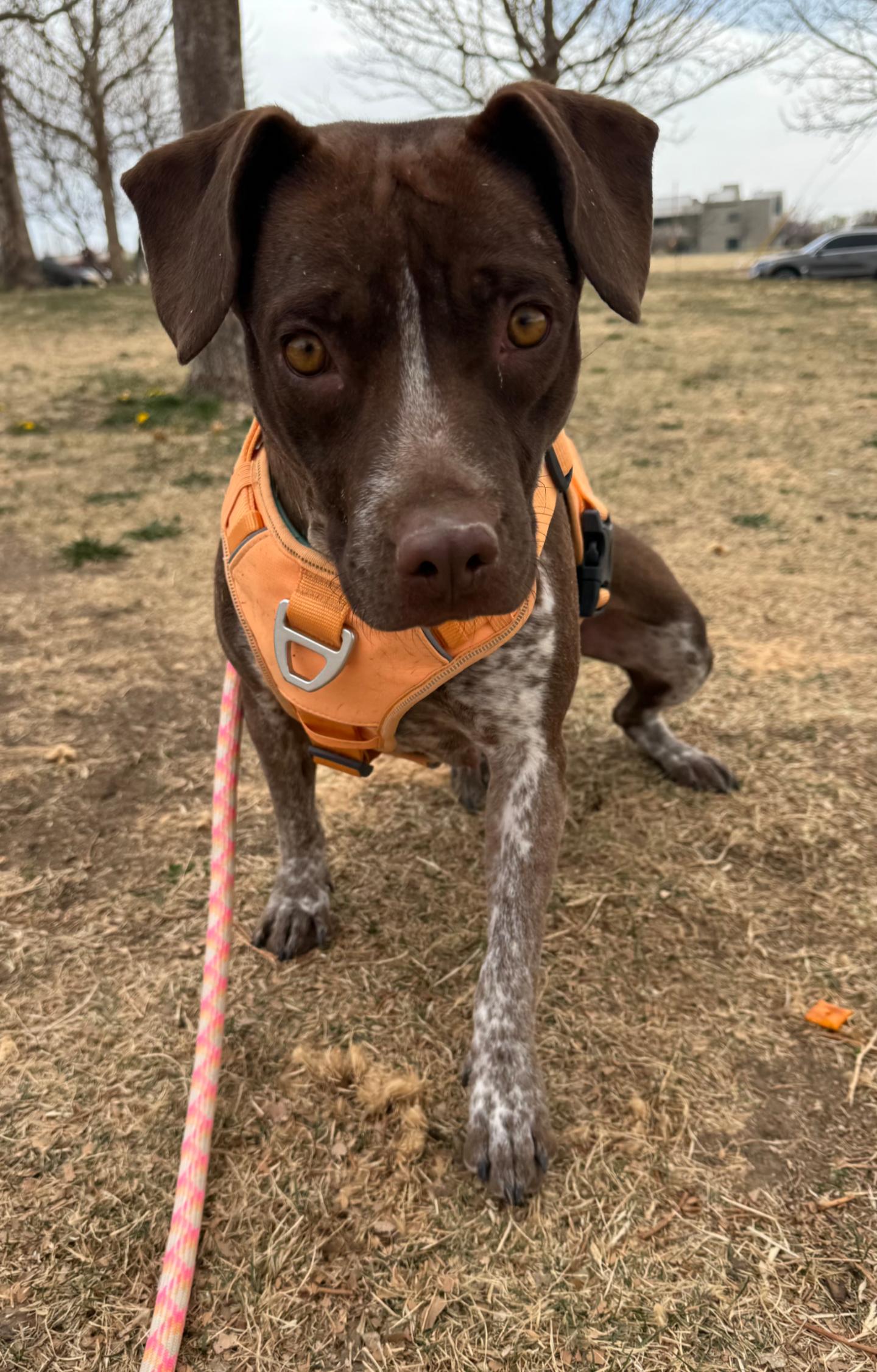 Enlarge Strudel, an adoptable mixed breed in Rio Rancho, NM image 3/3