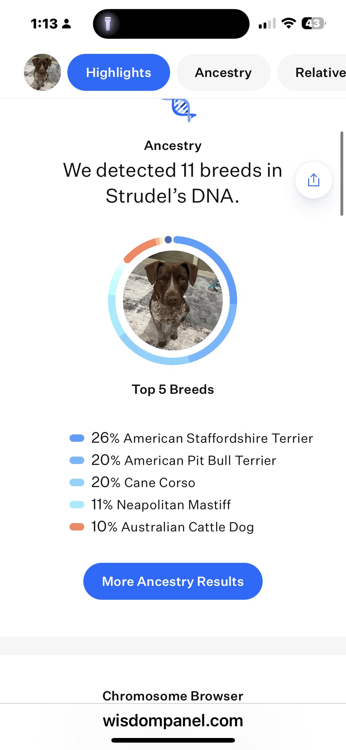 Enlarge Strudel, an adoptable mixed breed in Rio Rancho, NM image 2/3