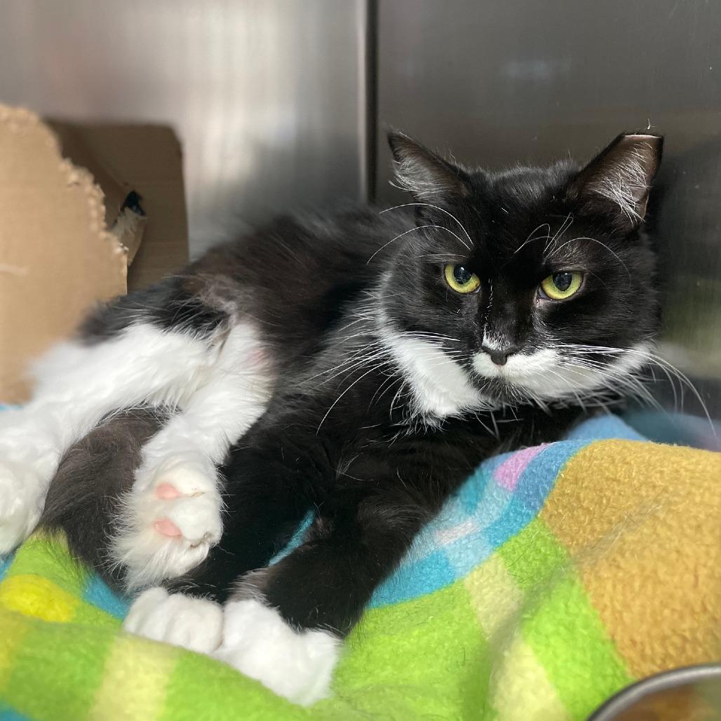 Ember, Adoptable, Adult Female Domestic Short Hair.