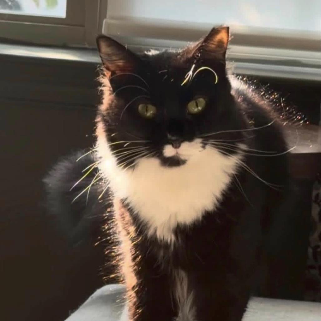Ember, a Adoptable Domestic Short Hair in Windsor, VA image 2/2